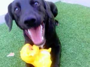 Cachorro raça SRD idade 7 a 11 meses nome Tonico