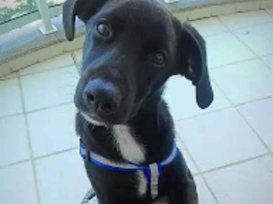 Cachorro ra a SRD idade 7 a 11 meses nome Tonico
