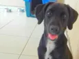 Tonico