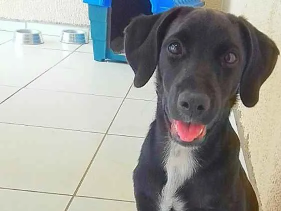Cachorro ra a SRD idade 7 a 11 meses nome Tonico