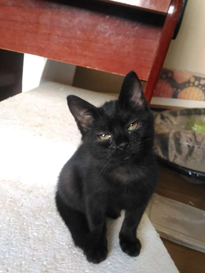 Gato ra a  idade 2 a 6 meses nome Ainda não tem nome