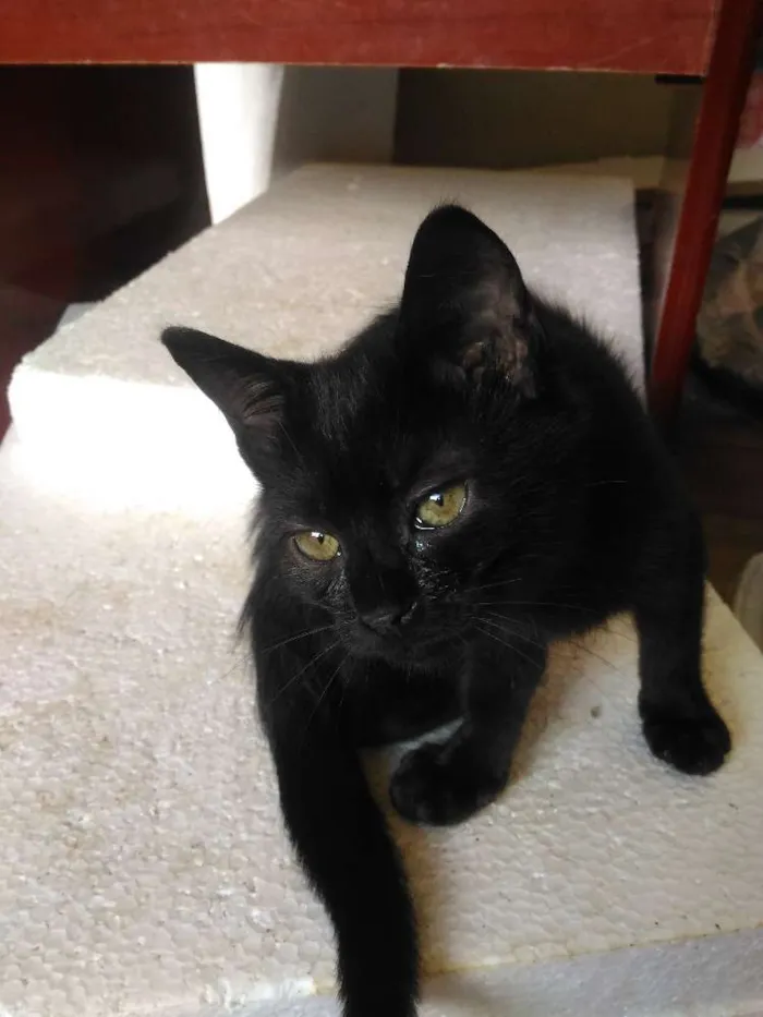 Gato ra a  idade 2 a 6 meses nome Ainda não tem nome