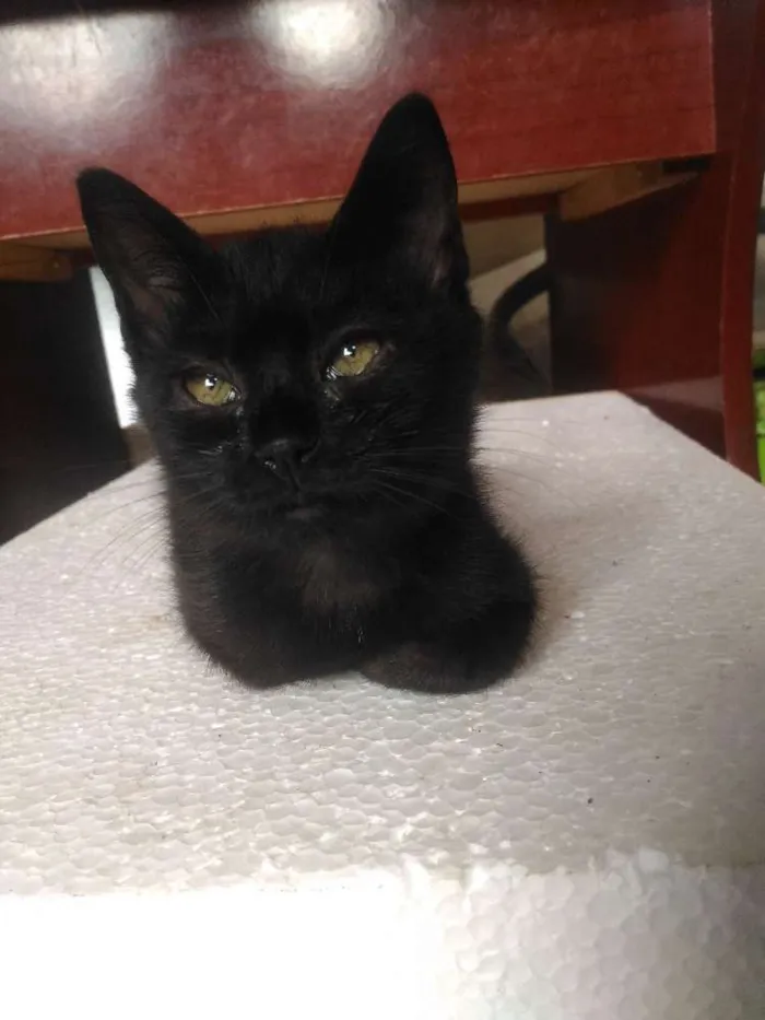 Gato ra a  idade 2 a 6 meses nome Ainda não tem nome