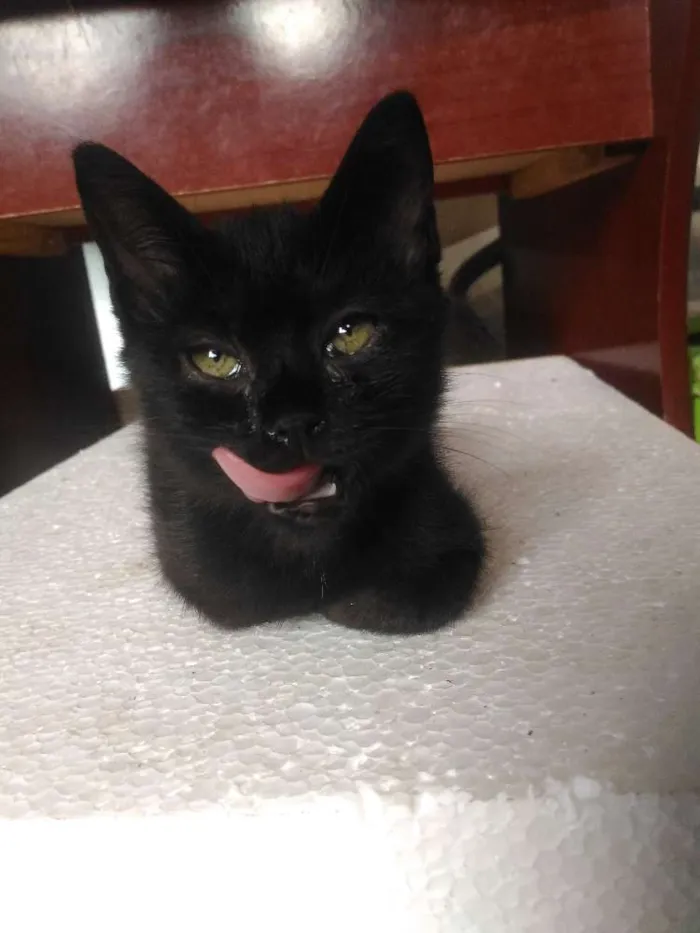 Gato ra a  idade 2 a 6 meses nome Ainda não tem nome