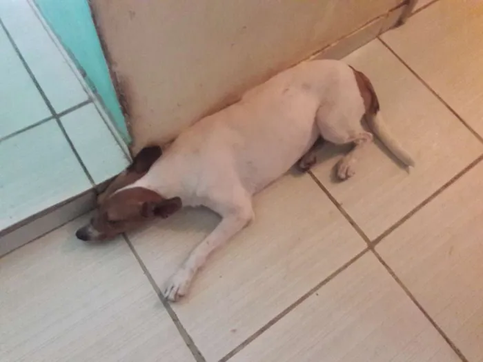 Cachorro ra a vira-lata idade 2 anos nome Nina