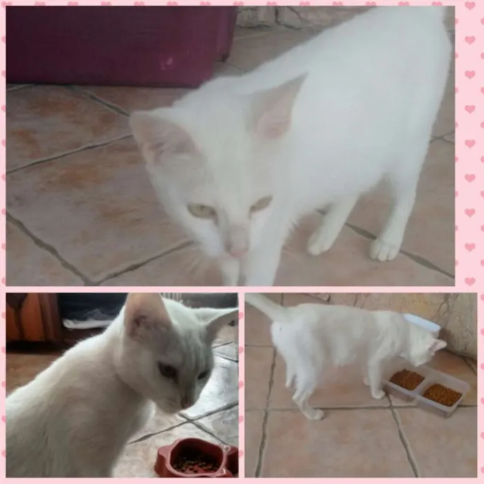 Gato ra a Srd idade 7 a 11 meses nome Alice
