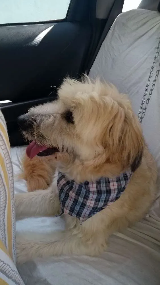 Cachorro ra a Não definida idade 2 anos nome Melissa