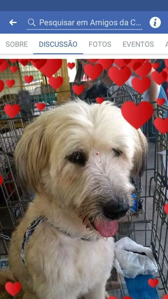 Cachorro ra a Não definida idade 2 anos nome Melissa