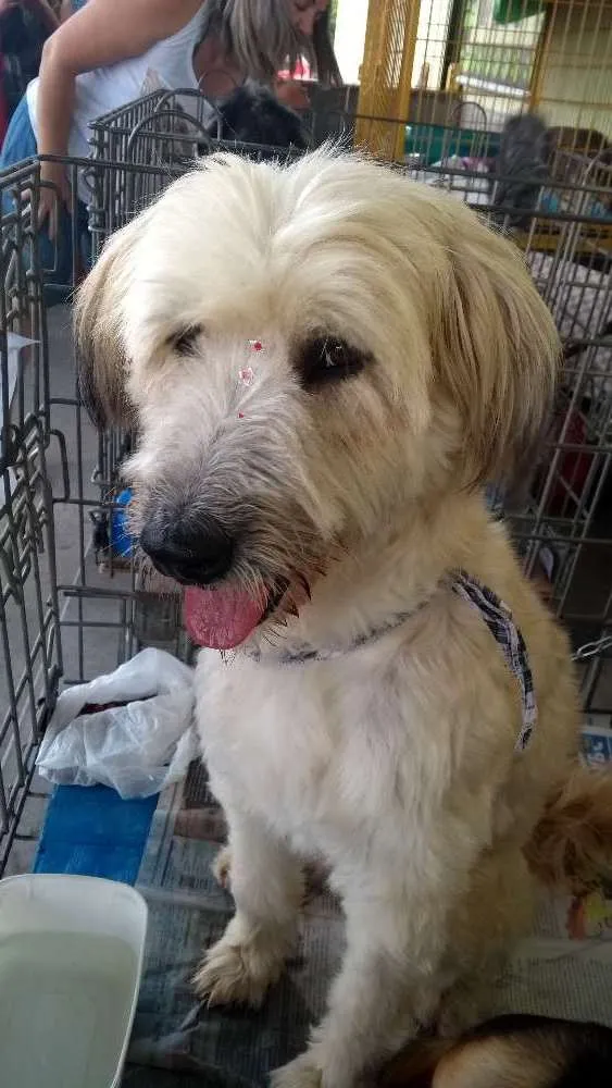 Cachorro ra a Não definida idade 2 anos nome Melissa