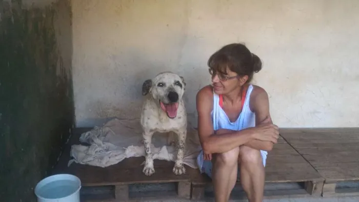 Cachorro ra a mix pitt idade 6 ou mais anos nome Garfield