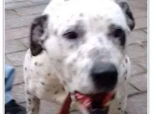 Cachorro ra a mix pitt idade 6 ou mais anos nome Garfield