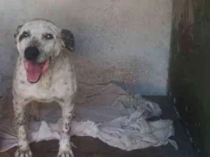 Cachorro raça mix pitt idade 6 ou mais anos nome Garfield