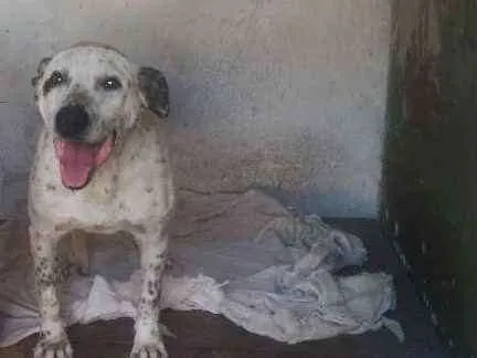 Cachorro ra a mix pitt idade 6 ou mais anos nome Garfield