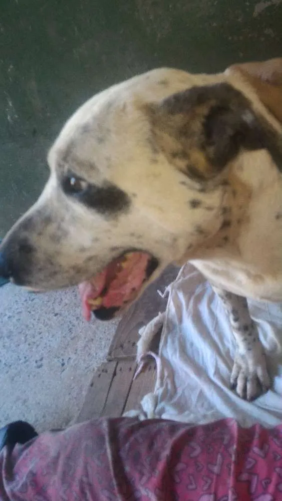 Cachorro ra a mix pitt idade 6 ou mais anos nome Garfield