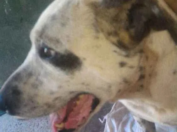 Cachorro ra a mix pitt idade 6 ou mais anos nome Garfield