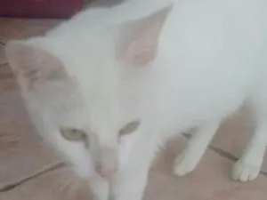 Gato raça Srd idade 7 a 11 meses nome Alice