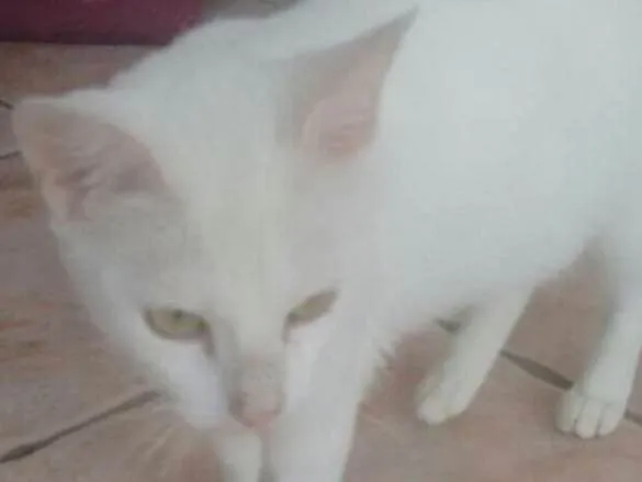 Gato ra a Srd idade 7 a 11 meses nome Alice