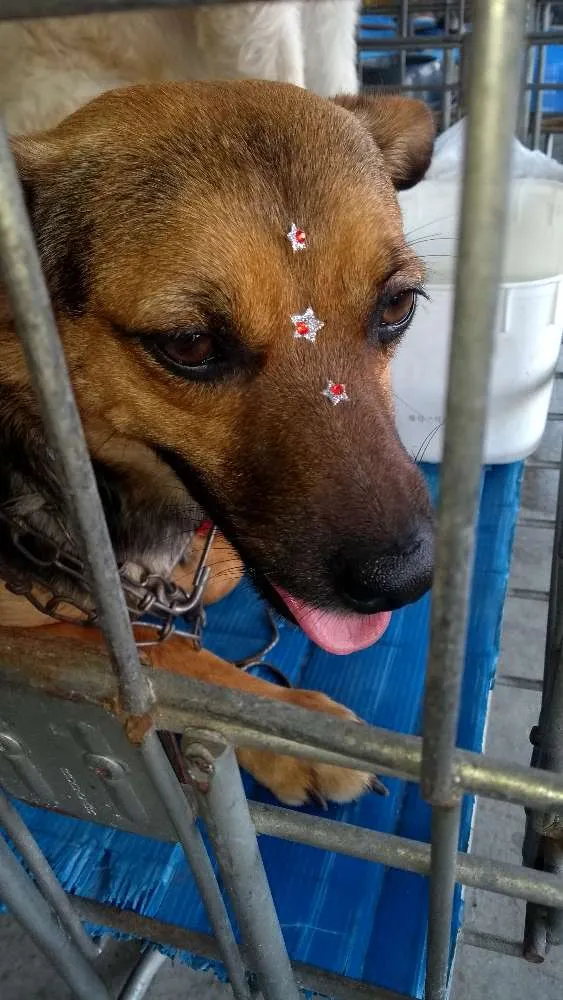 Cachorro ra a Não definida idade 7 a 11 meses nome Pipoca
