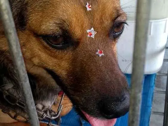 Cachorro ra a Não definida idade 7 a 11 meses nome Pipoca