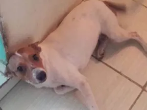 Cachorro raça vira-lata idade 2 anos nome Nina