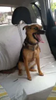 Pipoca
