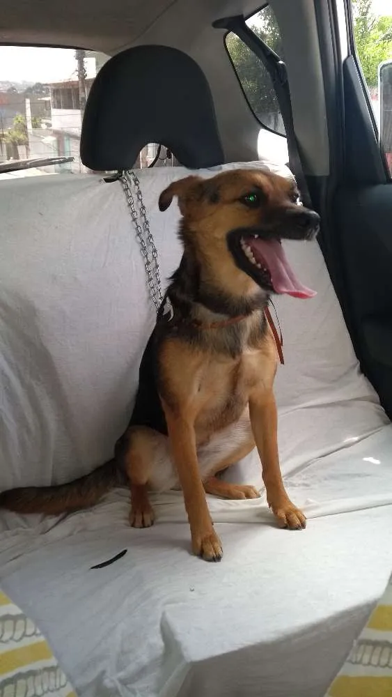 Cachorro ra a Não definida idade 7 a 11 meses nome Pipoca