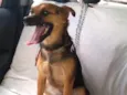 Pipoca