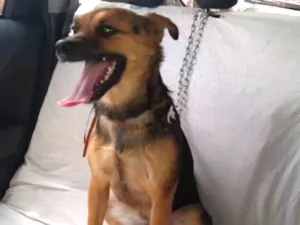 Cachorro raça Não definida idade 7 a 11 meses nome Pipoca