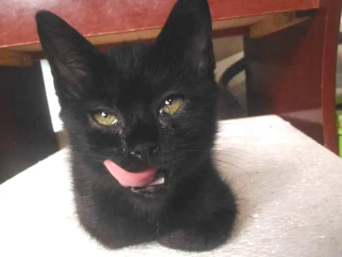 Gato ra a  idade 2 a 6 meses nome Ainda não tem nome