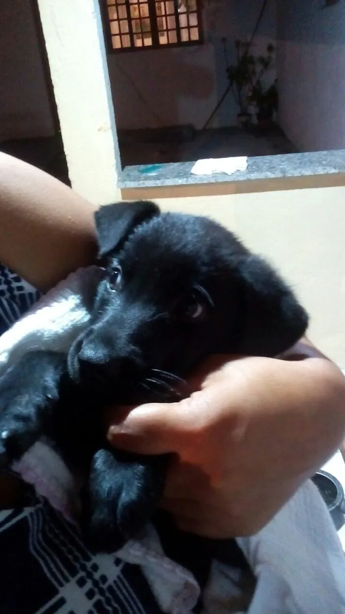 Cachorro ra a Vira lata idade 2 a 6 meses nome Cacilda