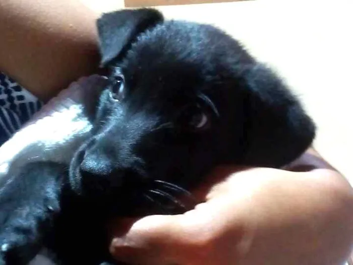 Cachorro ra a Vira lata idade 2 a 6 meses nome Cacilda