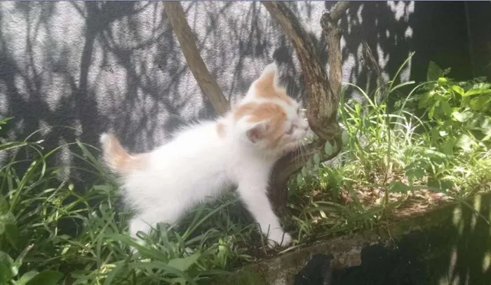Gato ra a SRD idade 2 a 6 meses nome Niki