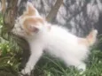 Niki