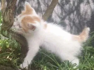 Gato raça SRD idade 2 a 6 meses nome Niki