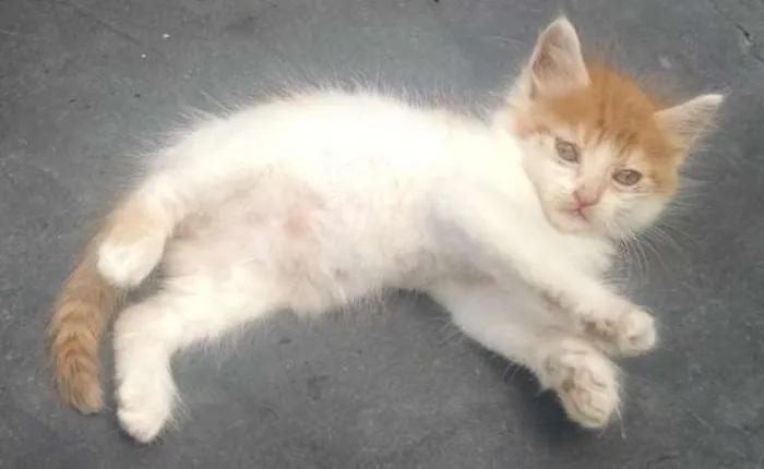 Gato ra a SRD idade 2 a 6 meses nome BIDU