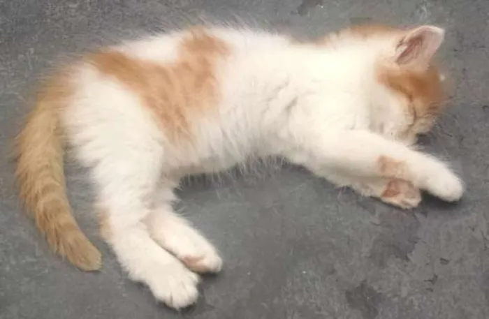 Gato ra a SRD idade 2 a 6 meses nome BIDU