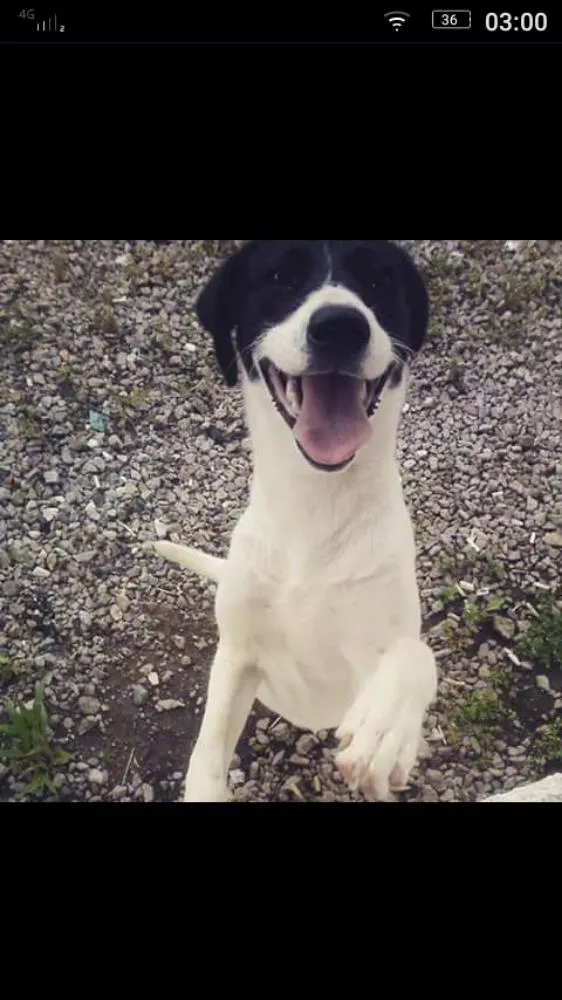 Cachorro ra a Labradora  idade 2 anos nome Layla