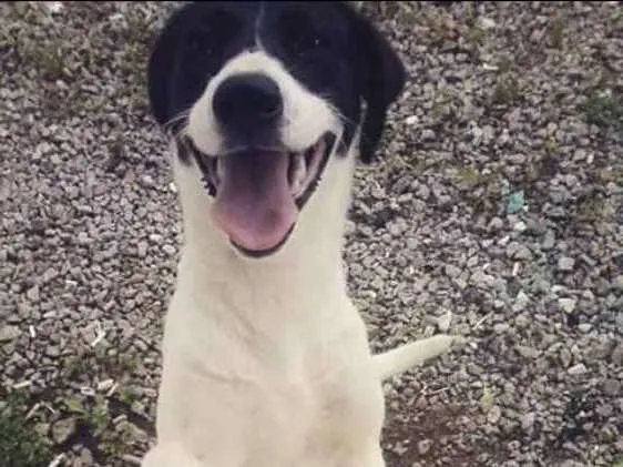 Cachorro ra a Labradora  idade 2 anos nome Layla