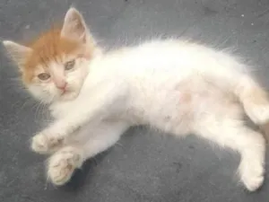 Gato raça SRD idade 2 a 6 meses nome BIDU