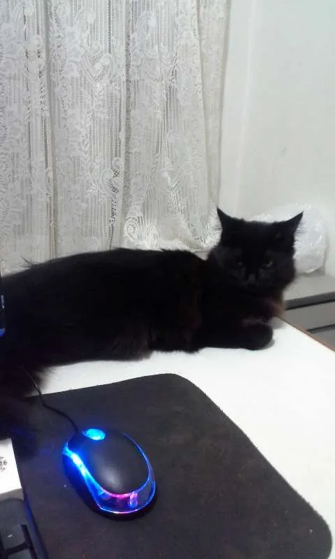 Gato ra a  idade 2 anos nome Duquesa