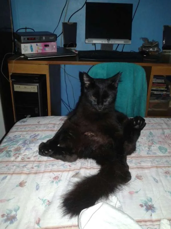 Gato ra a  idade 2 anos nome Duquesa