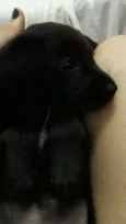 Koda