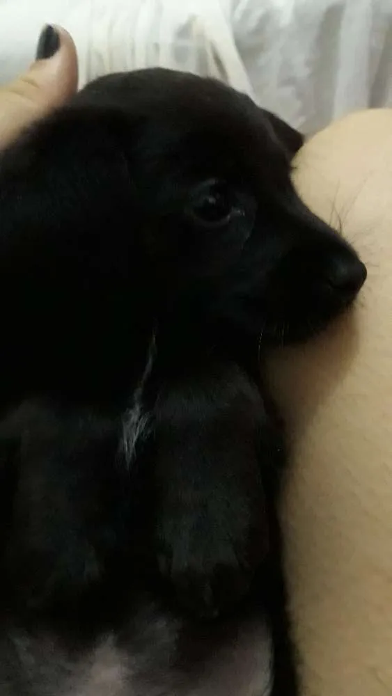 Cachorro ra a RND idade 2 a 6 meses nome Koda