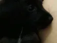 Koda