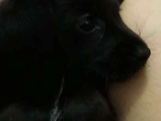 Cachorro ra a RND idade 2 a 6 meses nome Koda