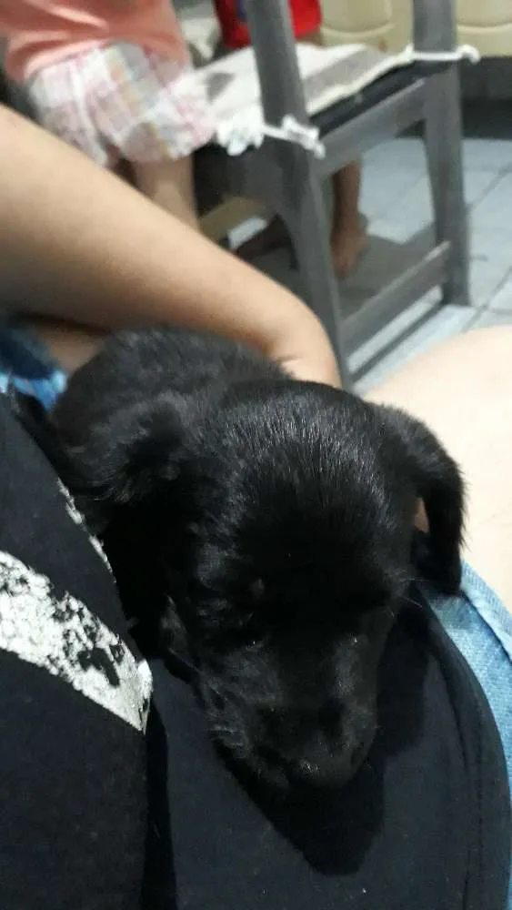Cachorro ra a RND idade 2 a 6 meses nome Koda