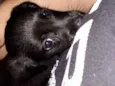 Koda