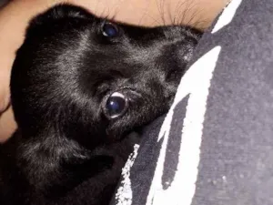 Cachorro raça RND idade 2 a 6 meses nome Koda
