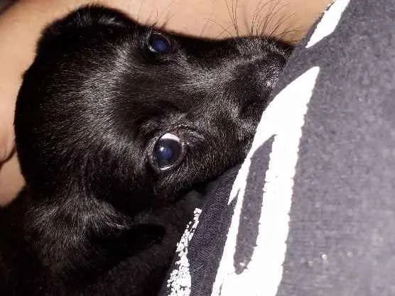 Cachorro ra a RND idade 2 a 6 meses nome Koda
