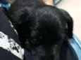 Koda